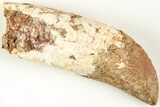 Serrated, Rooted Carcharodontosaurus Tooth - Real Dinosaur Tooth #207000-1